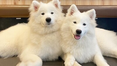Cho! Samoyed Harajuku Store - Restaurant Guide - TableCheck