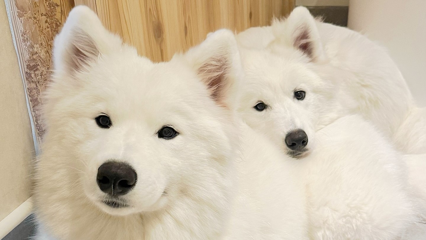 Cho! Samoyed Harajuku Store - Restaurant Guide - TableCheck