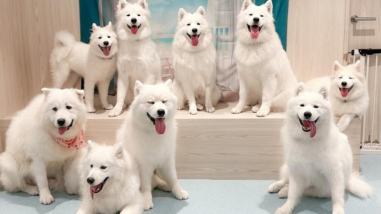 Samoyed Cafe Al Machida - Restaurant Guide - TableCheck