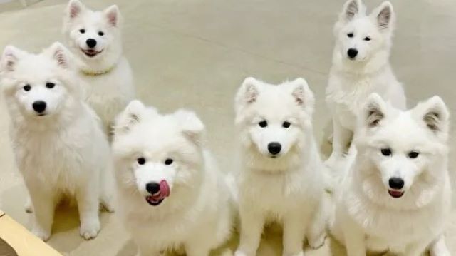 Samoyed Cafe moffu Harajuku store | Samoyed Cafe moffu Harajyuku