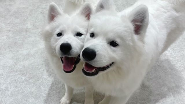 Samoyed Cafe Al Yokohama Chinatown ten - Hướng dẫn Nhà Hàng