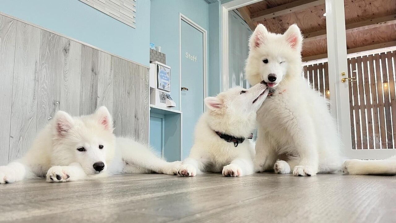 あ*餅様 Westone The Rail Samoyed Bichon cafe 奈良店 - Restaurant Guide - TableCheck