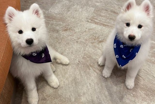 SAMOYED PARK Fukuoka Tenjin store - Restaurant Guide