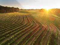 Feb 20: Leeuwin Estate Wine Dinner Event