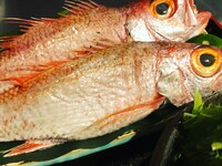 【鴨川納涼床席利用】のどぐろしゃぶしゃぶ鍋コース　全6品