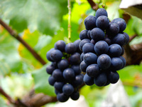 ★ 1 cluster of Kyoho grapes & Kern's hamburger lunch