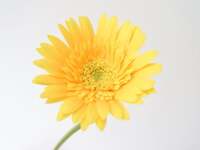 【ランチ】月替りの花のコース