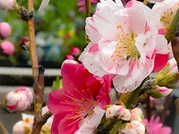 【ランチ】月替りの花のコース