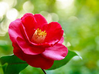 【ランチ】月替りの花のコース