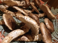 Matsutake course ¥70000