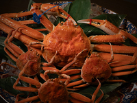 [Habitación privada] Plato especial de cangrejo Matsuba, cangrejo Kobako, ternera Wagyu y marisco de temporada, alrededor de 13 platos en total