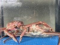 【季節限定】活松葉蟹フルコース「松葉蟹尽くし」  完全ご予約制の贅沢コース♪