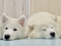 <Weekdays> Regular ticket (50 minutes)