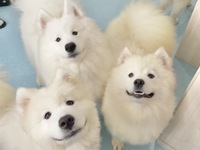 Weekends and Holidays: Regular ticket (50 minutes)