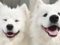 Weekends and Holidays: Private plan (50 minutes) ¥45,000