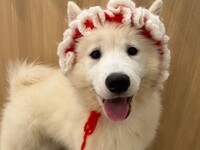 ≪토일요일 공휴일≫ 전세 플랜(50분)¥45,000