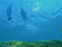 【13：30便】シュノーケリング大人(13歳~65歳)