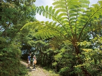 Yanbaru Forest Exploration Tour