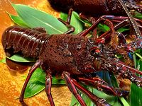 常陸乃国いせ海老つくし　D