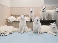 Weekends and Holidays: Private plan (50 minutes) ¥45,000