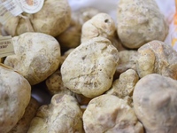 Regalo white truffe Course