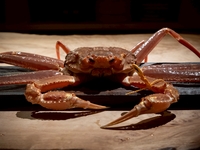 地物本ズワイ（茹で）　コースに追加時価　1キロほど　時価