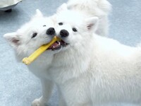 Weekdays: Private plan (50 minutes) ¥25,000