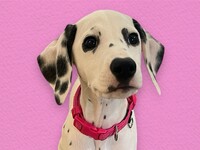 ≪土日祝≫ふれあいコース（50分）