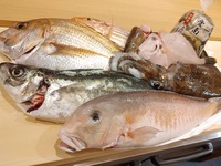 おまかせコース