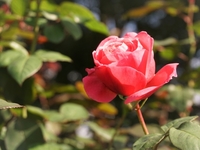 Option：バラの花 1輪　＠1,000円