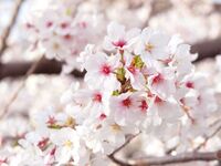 桜ステーキランチ