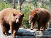 【周末及节假日】神户动物王国 & GOCOCU 晚餐自助 90分钟制 🔷 成人