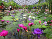 【WEB限定】どうぶつ王国入園付🐶飲茶食べ放題付セットプラン