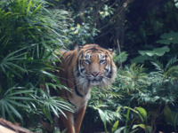 [平日] 神户动物王国门票 & 集景园午餐套餐（含无限量点心）🔷成人