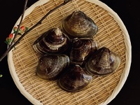 【カウンター】おまかせコース「春の代官」　握り8~10貫／料理4品ほど（春の貝類・桜海老・ホタルイカなど）