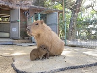 【朝食ビュッフェ 】 小学生