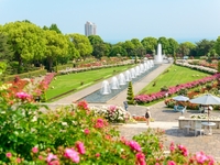 【JFR 卡会员专享】须磨利宫“皇家玫瑰园”导览游 + 特别玫瑰午餐