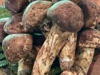 心根コース(国産松茸付)