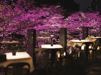 桜ディナー　～Menu La vie en Rose～