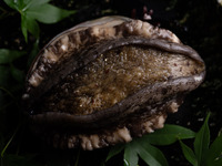 【春の極コース】　55,000円