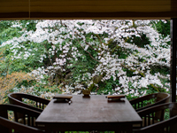【Dinner】Sakura View・Sakura course