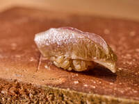 [Nigiri Lunch] 5,500 yen Omakase (Saturday and Sunday lunch only)