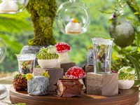 [Light Premium Plan]Tropical Forest Afternoon Tea