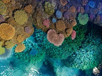 【20名様限定】海遊館飼育員による特別講演会＋海遊館×シェラトン都ホテル大阪 コラボレーションアフタヌーンティー＜7/5・7/6＞