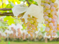 2025/9/15　Japanese Wine Dinner【まるき葡萄酒vol.3】