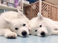 ≪夏休み期間 (平日)≫通常チケット（50分）