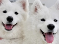 <<Summer Vacation Period (Saturdays, Sundays, and Holidays)>> Regular ticket (50 minutes)