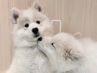 ≪夏休み期間 (平日)≫通常チケット（50分）