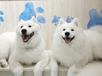 <<Summer Vacation Period (Saturdays, Sundays, and Holidays)>> Regular ticket (50 minutes)