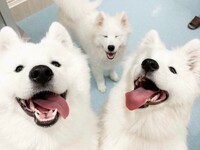 Samoyed サモエド　nugu ハンドメイドコート サモエド samoyed ハンドメイド ウール コート nugu